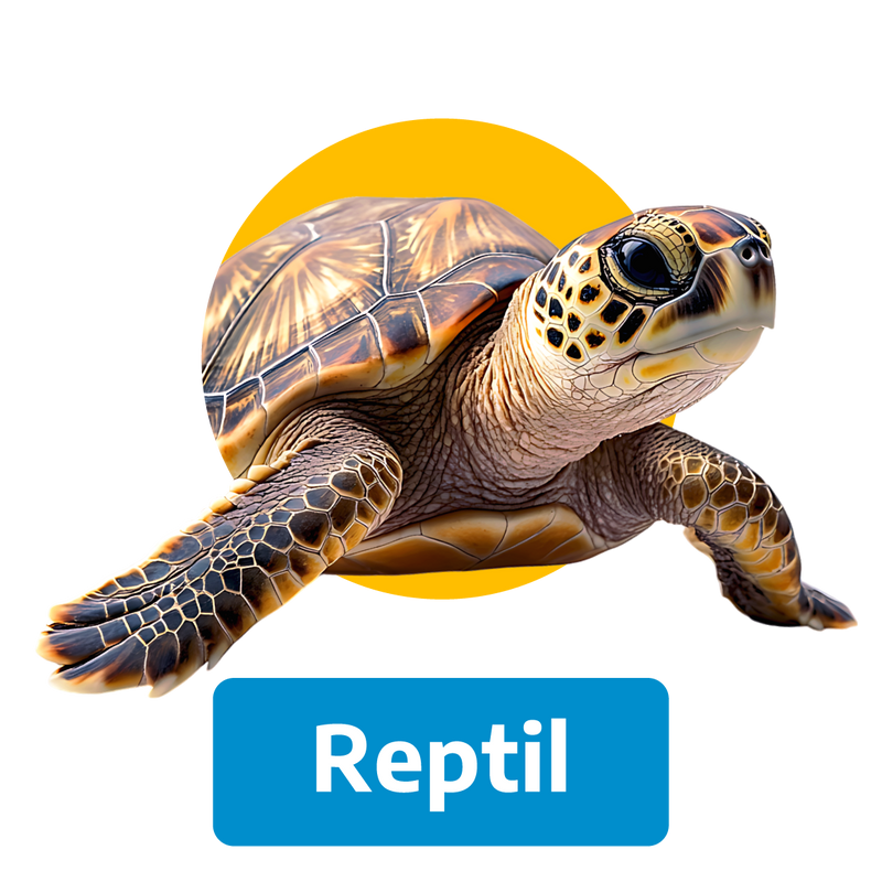 Alimento para reptil