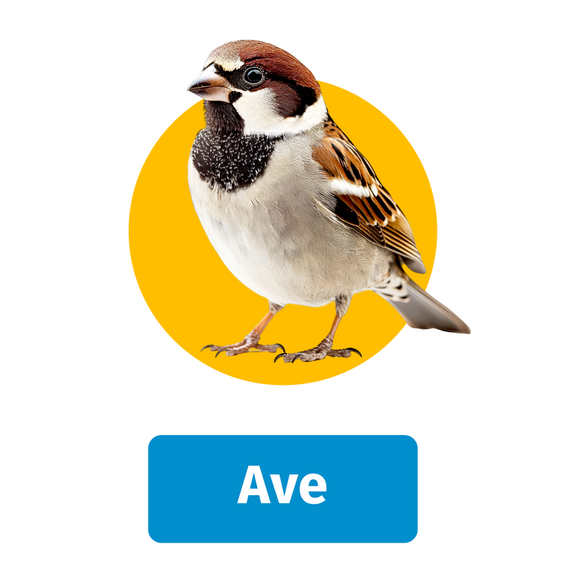 Alimento para ave